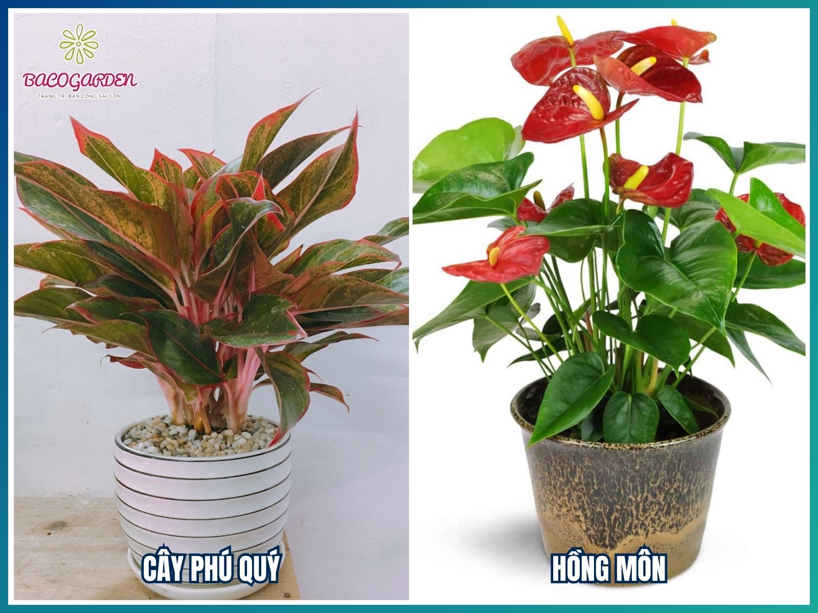 Cây trang trí quán cafe cho chủ Mệnh Hỏa