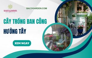 Gợi ý cây trồng ban công hướng Tây CHỊU NẮNG dễ chăm