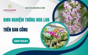 Kinh nghiệm trồng hoa lan trên ban công cho NGƯỜI MỚI chơi