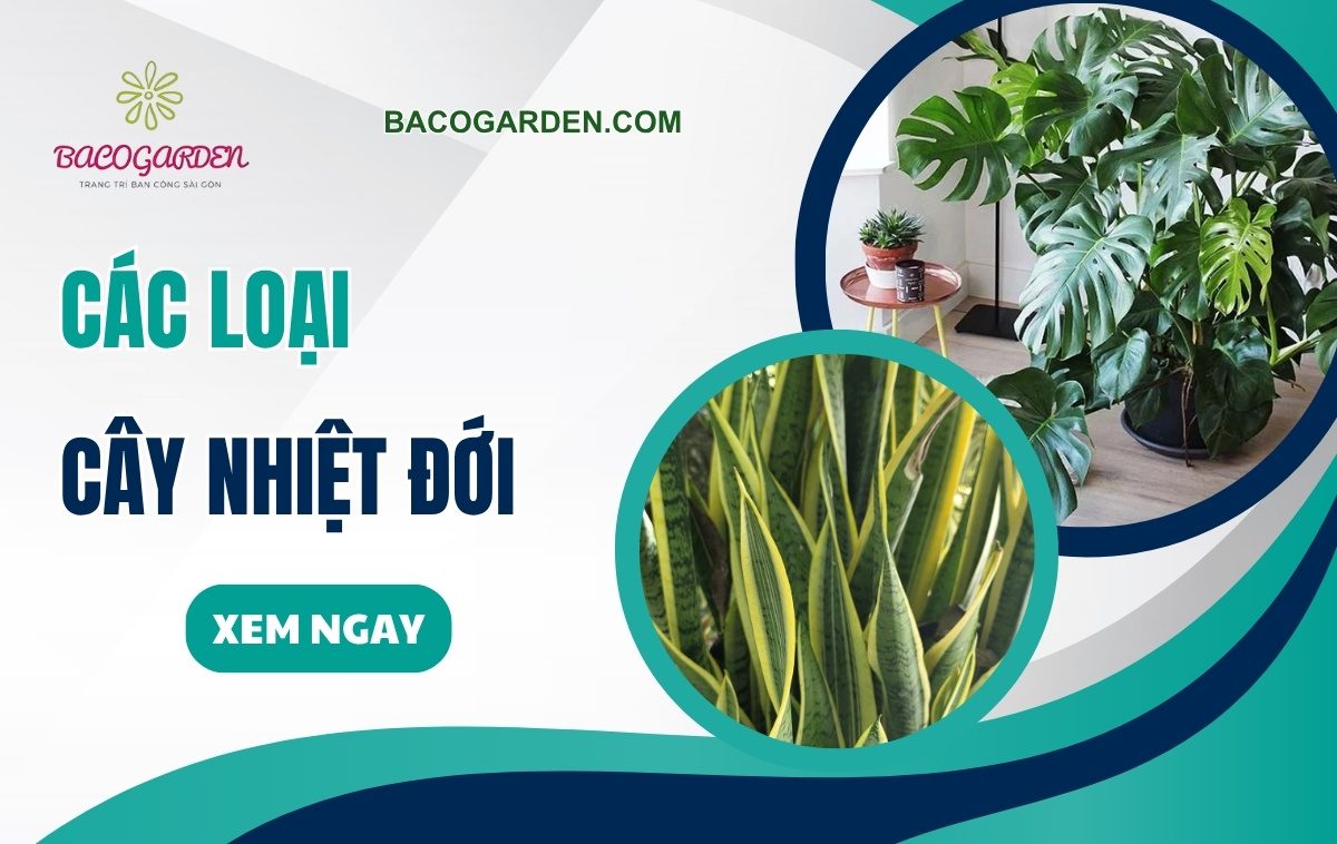 Gợi ý các loại cây nhiệt đới đẹp DỄ TRỒNG dễ chăm sóc