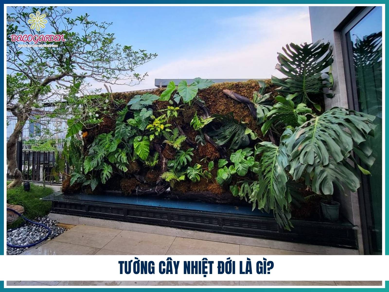 Tường cây nhiệt đới là gì?
