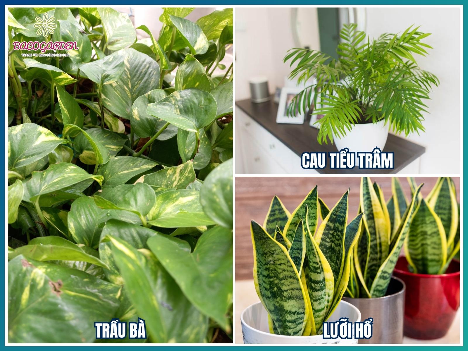 Nhóm cây chịu nắng, dễ sống ngoài trời