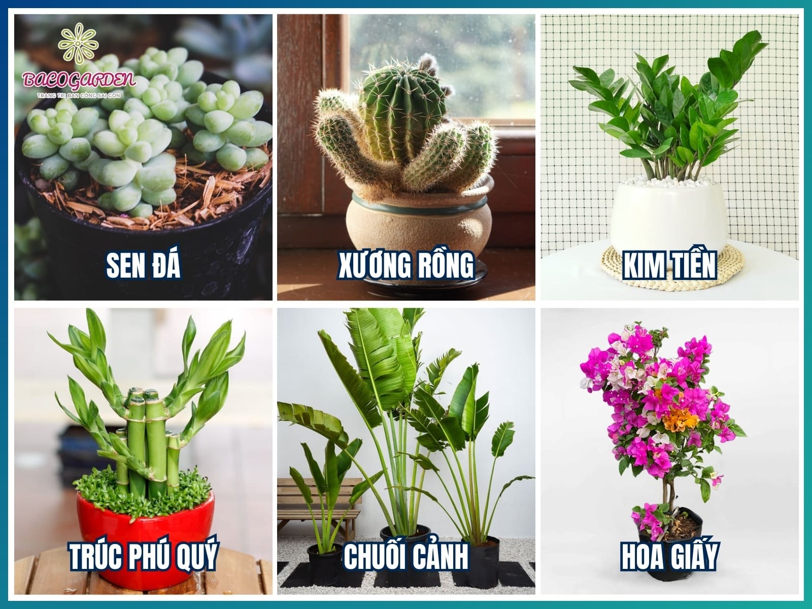 Cách chọn cây trang trí quán cafe phù hợp