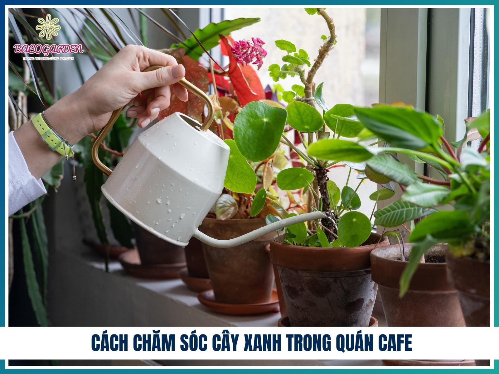 Cách chăm sóc cây xanh trong quán cafe