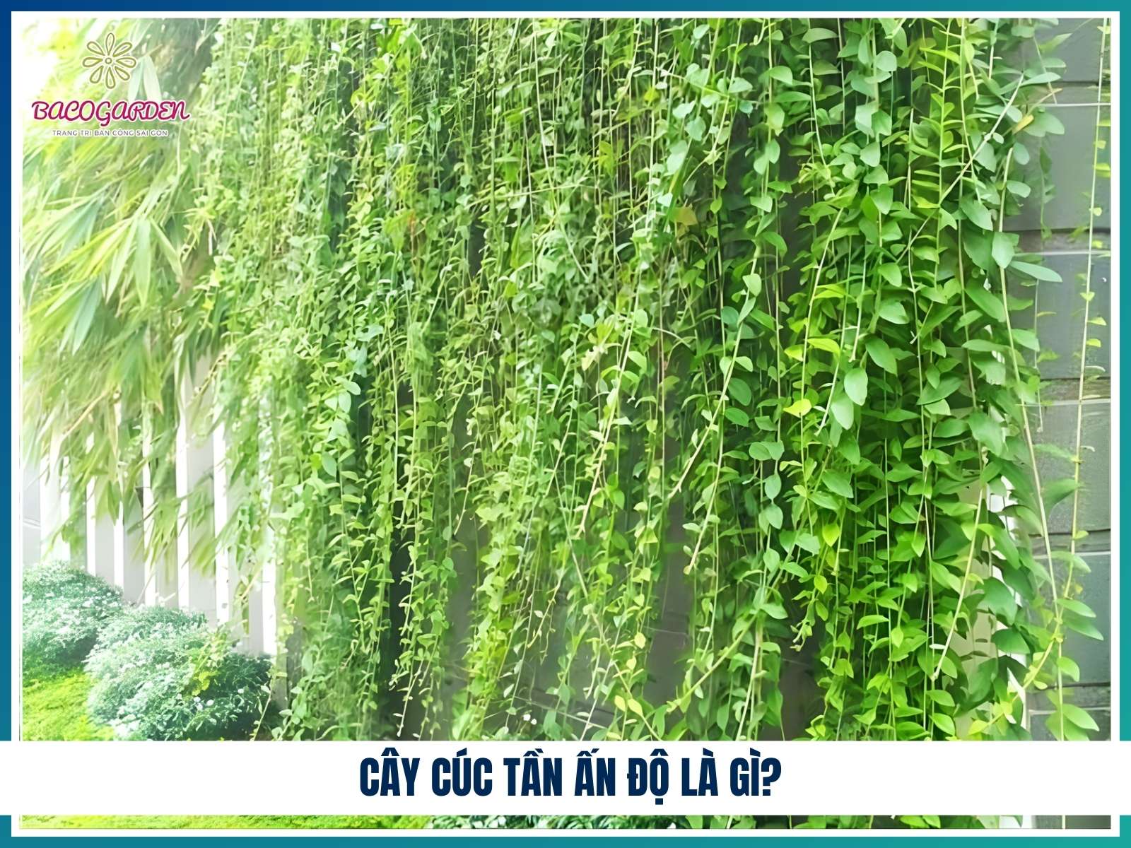 Cây cúc tần Ấn Độ là gì?