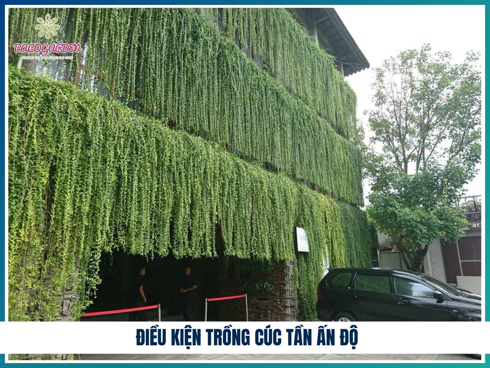 Điều kiện trồng cúc tần Ấn Độ