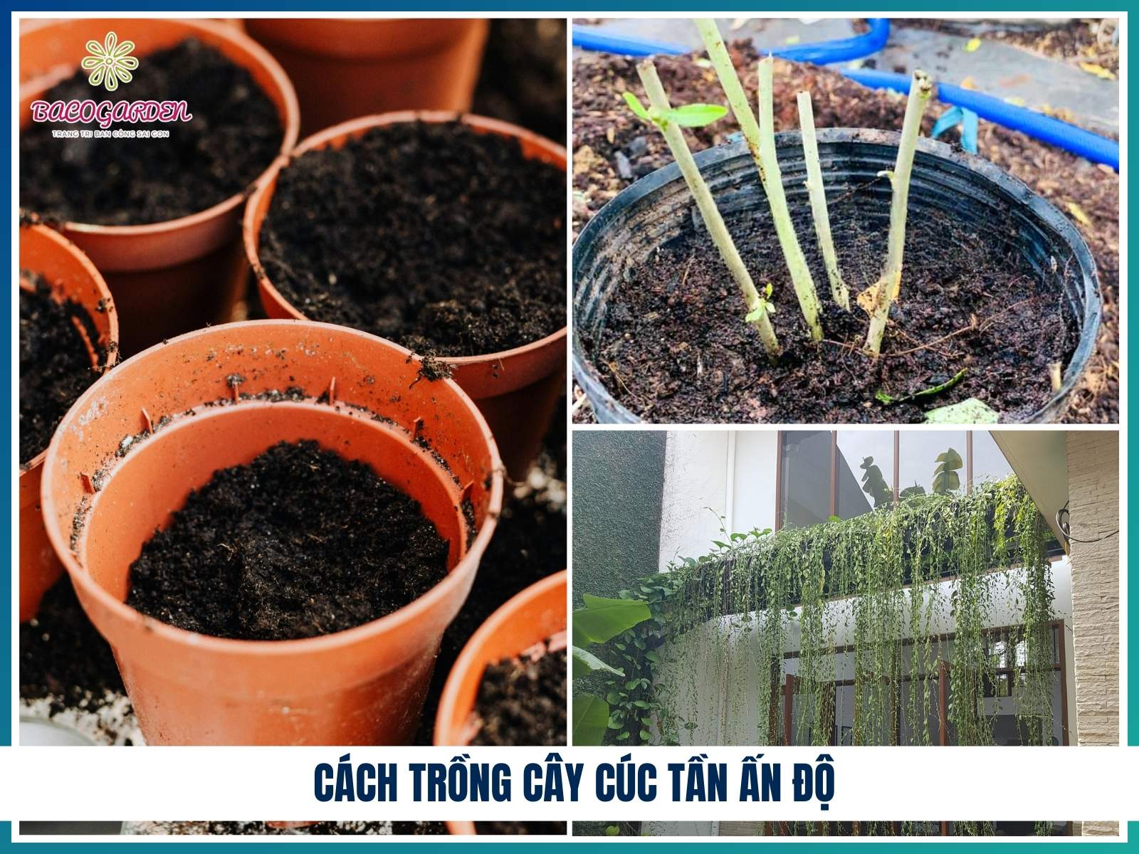 Cách trồng cây cúc tần Ấn Độ