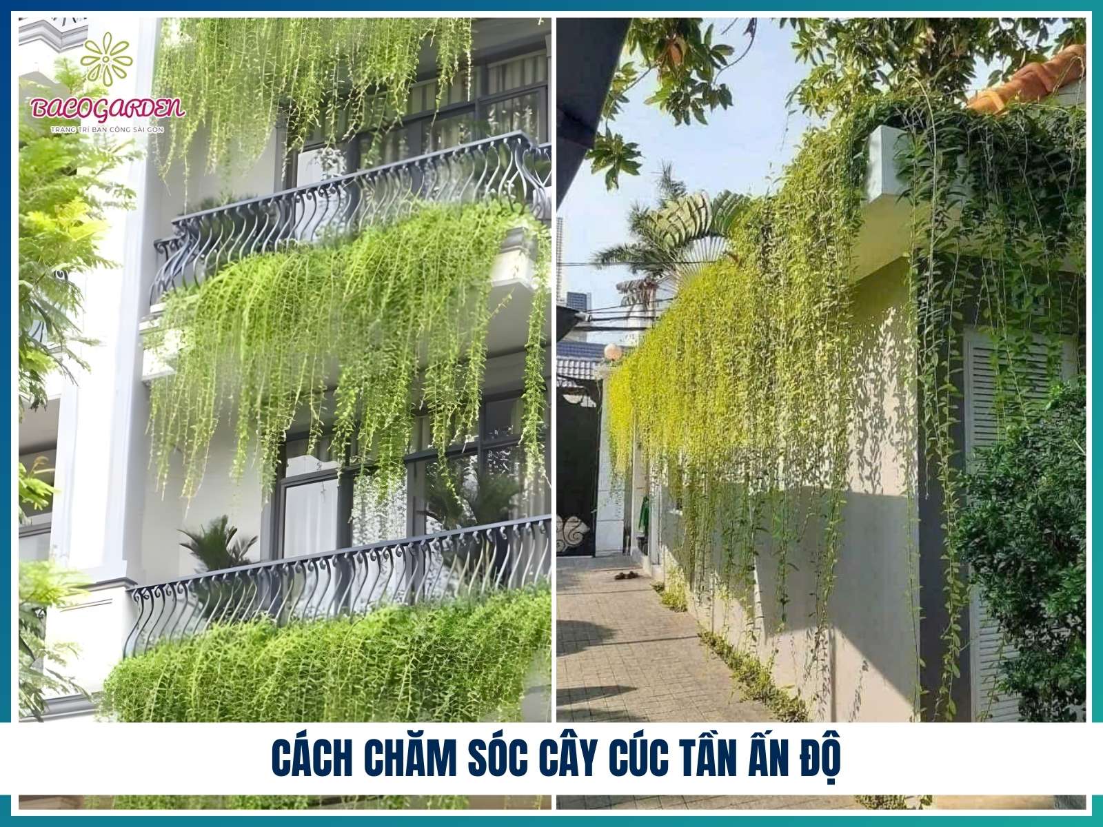 Cách chăm sóc cây cúc tần Ấn Độ