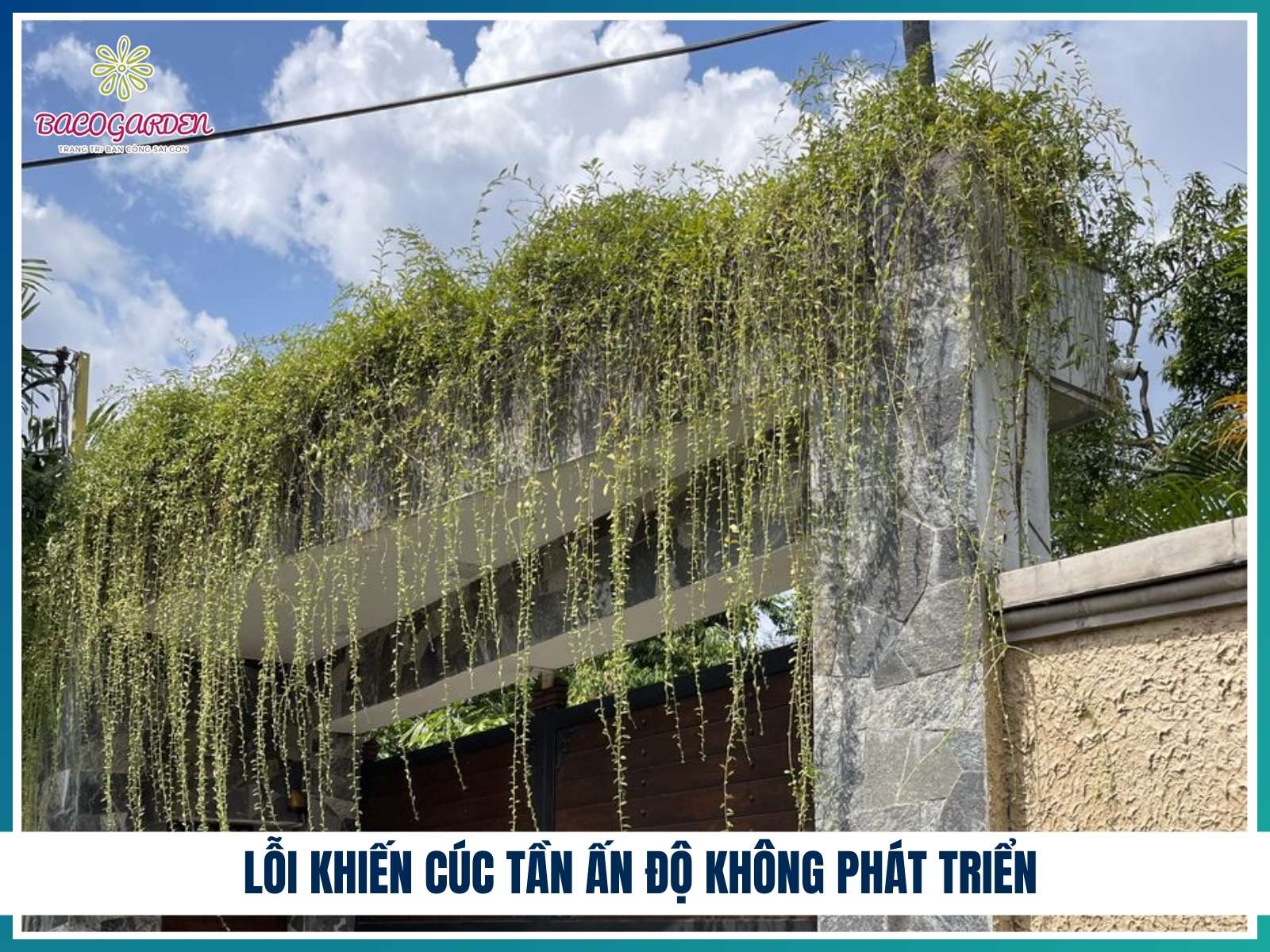 Lỗi khiến cúc tần Ấn Độ không phát triển
