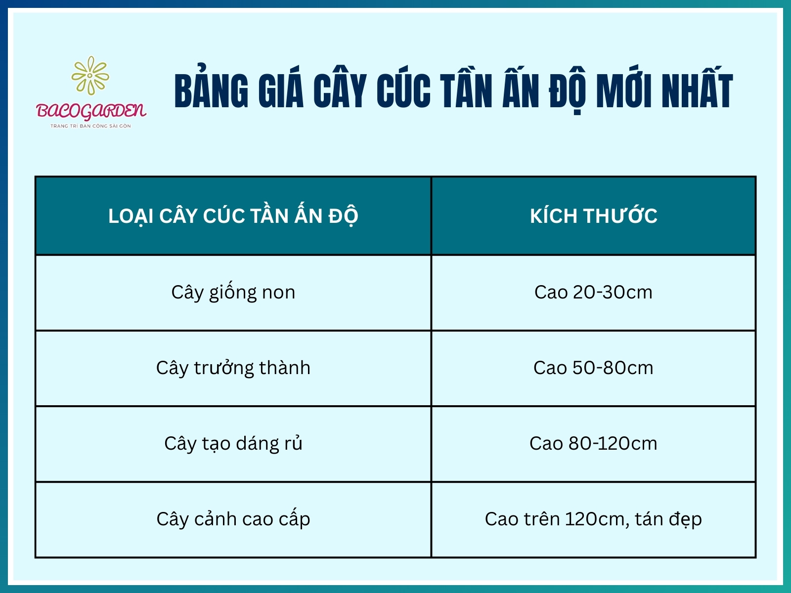Bảng giá cây cúc tần Ấn Độ mới nhất