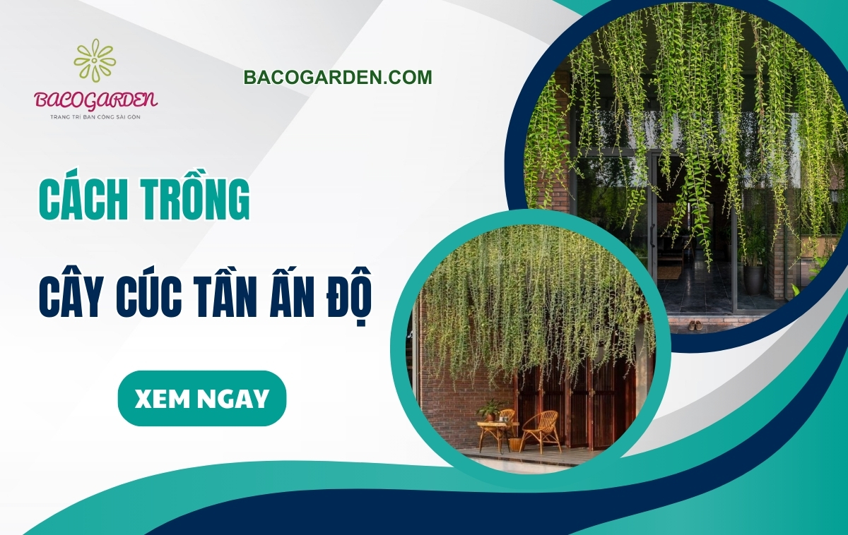 Cách trồng cây cúc tần Ấn Độ xanh tốt ÍT sâu bệnh