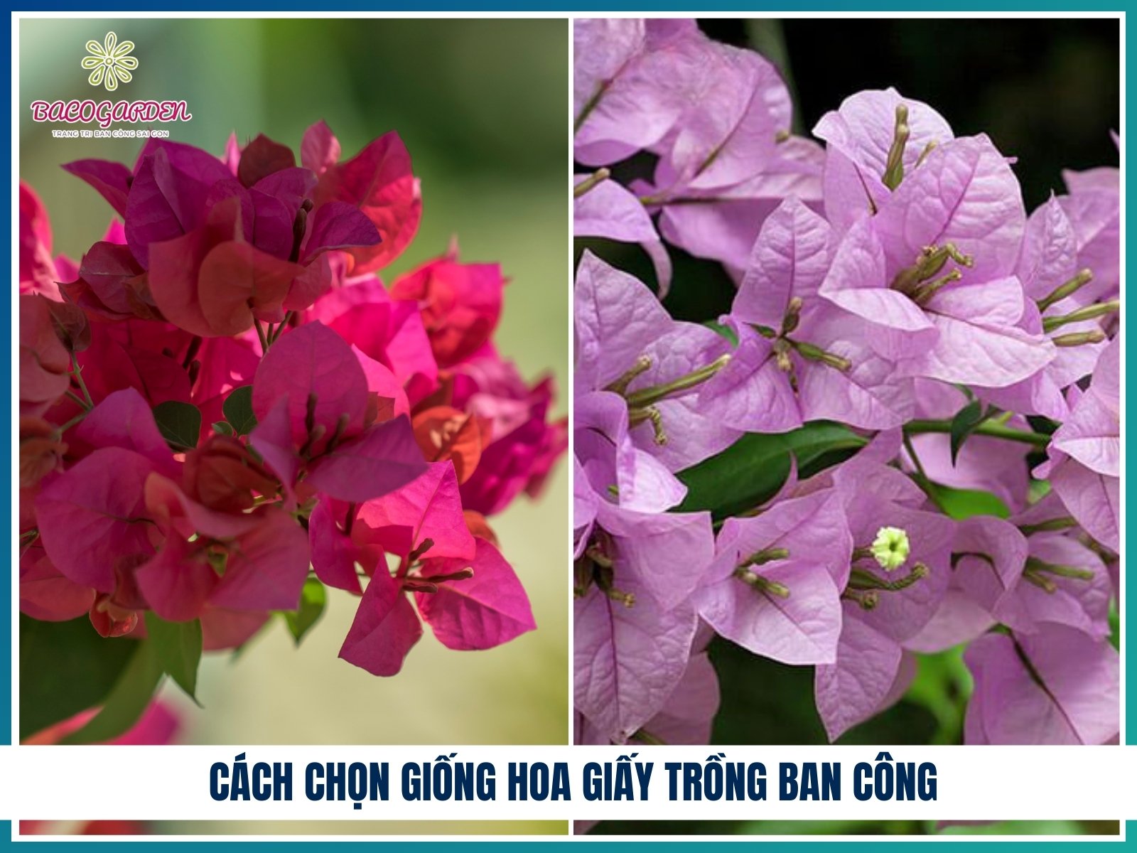 Cách chọn giống hoa giấy trồng ban công