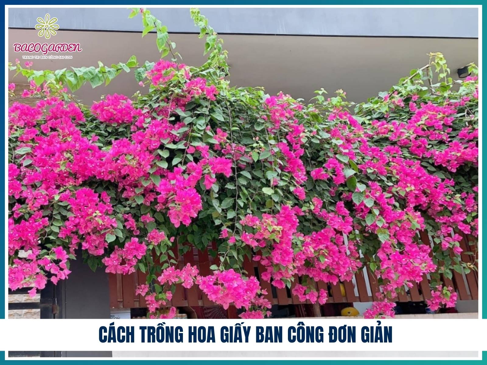 Cách trồng hoa giấy ban công đơn giản