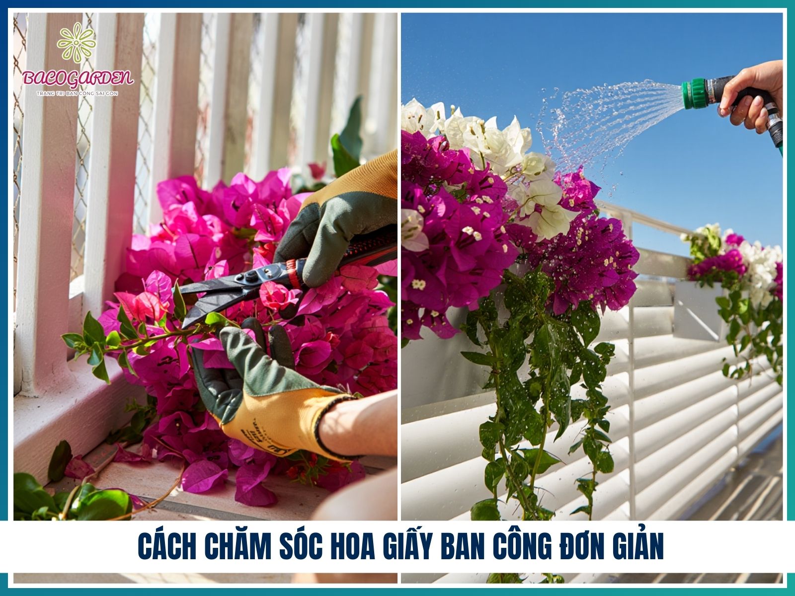 Cách chăm sóc hoa giấy ban công đơn giản