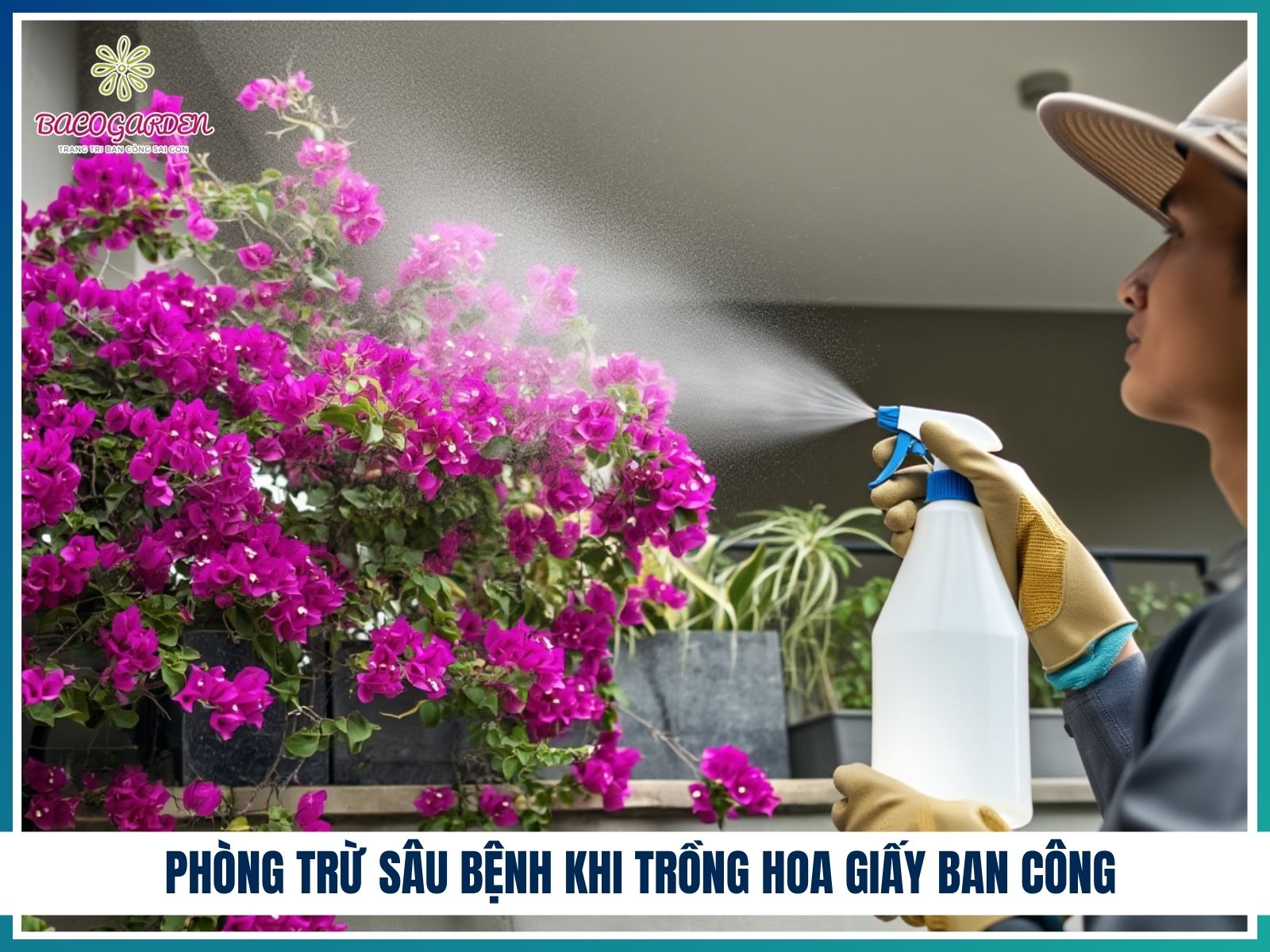 Phòng trừ sâu bệnh khi trồng hoa giấy ban công