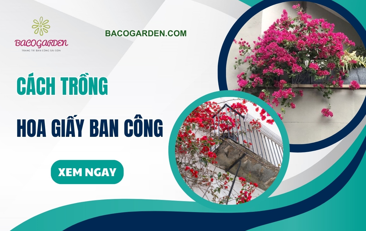 Cách trồng hoa giấy ban công ĐẸP chuẩn chuyên gia từ A - Z
