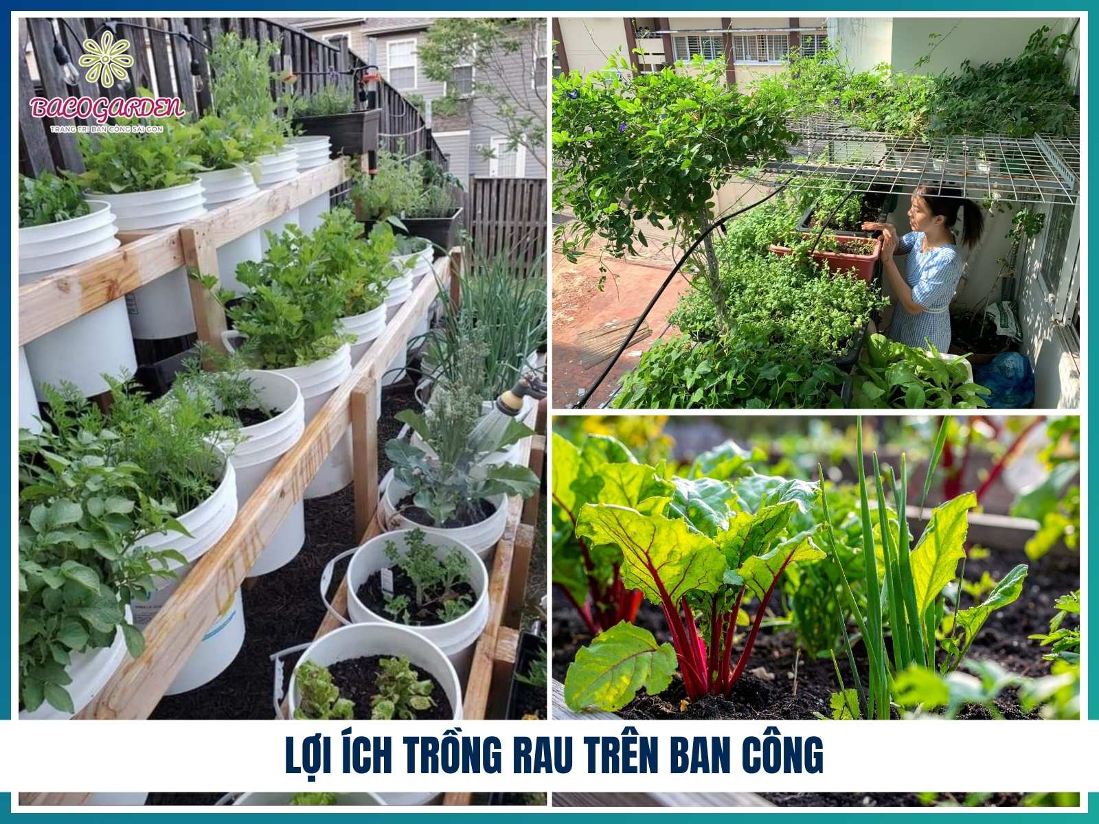 Lợi ích trồng rau trên ban công