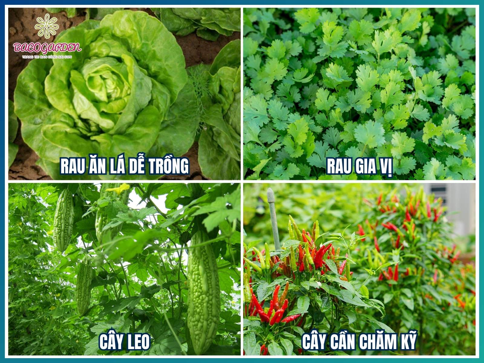 Rau phù hợp trồng trên ban công