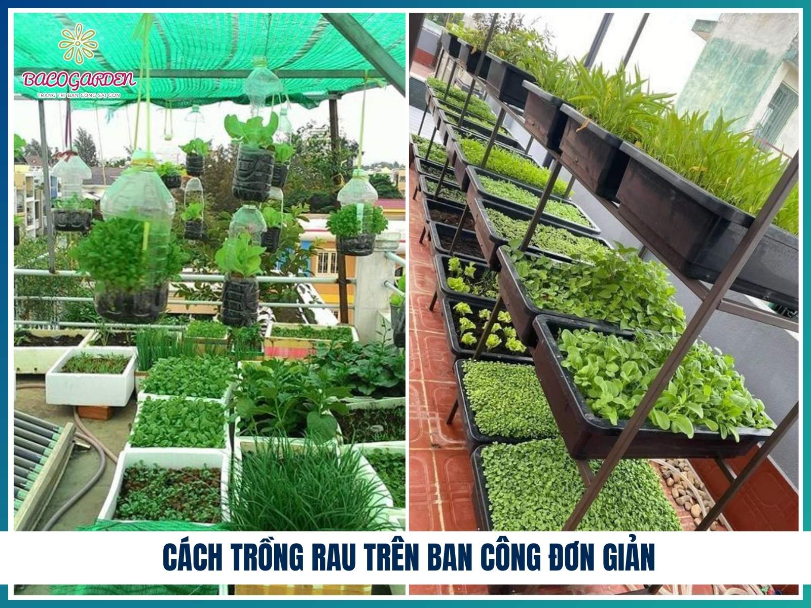 Cách trồng rau trên ban công đơn giản
