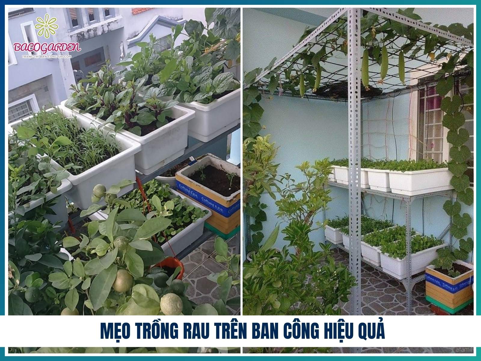 Mẹo trồng rau trên ban công hiệu quả