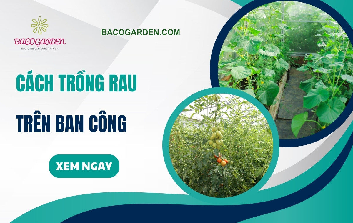 Cách trồng rau trên ban công hiệu quả cho NGƯỜI MỚI bắt đầu