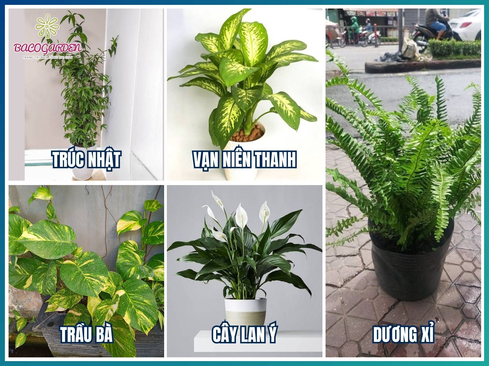 Nhóm cây chịu bóng