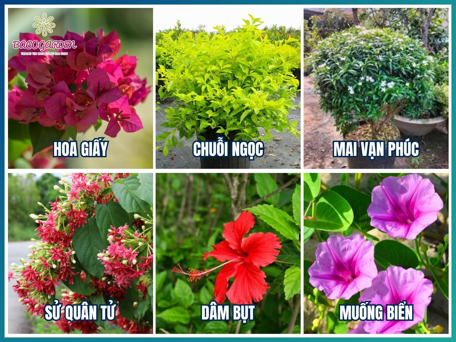 Nhóm cây chịu nắng tốt