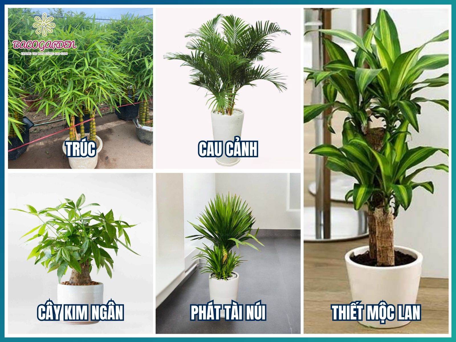 Nhóm cây phong thủy