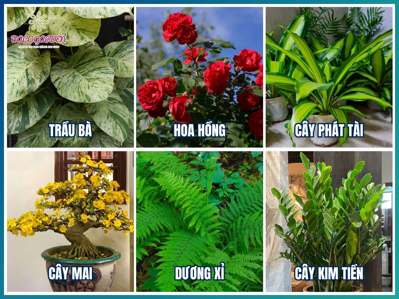 Gợi ý cây trồng đẹp cho sân vườn sau nhà