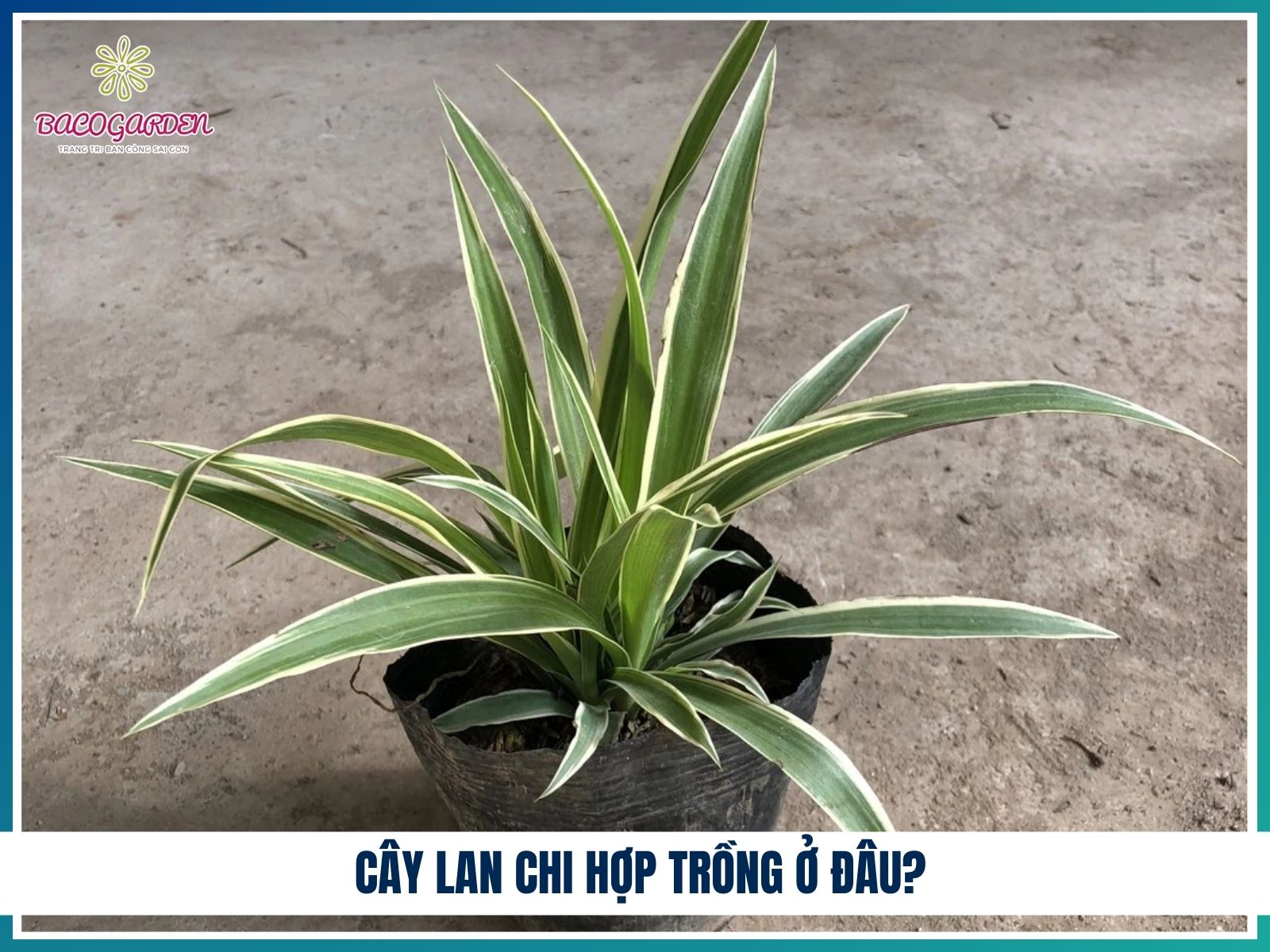 Cây lan chi hợp trồng ở đâu?