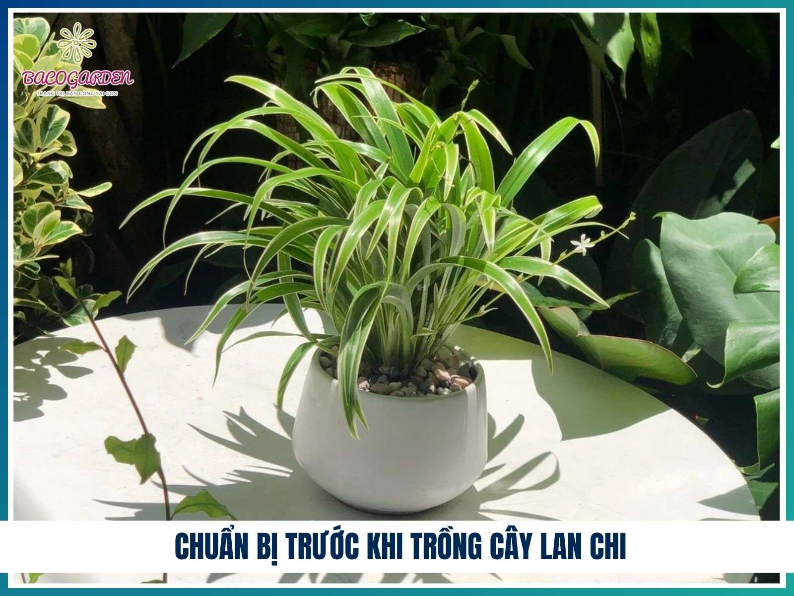 Chuẩn bị trước khi trồng cây lan chi