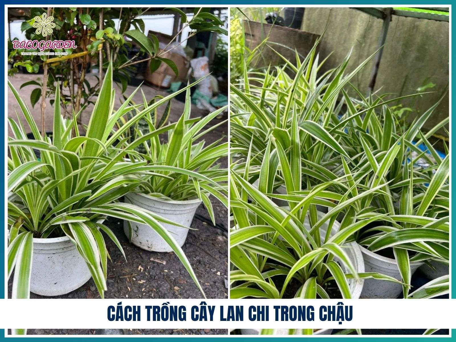 Cách trồng cây lan chi trong chậu