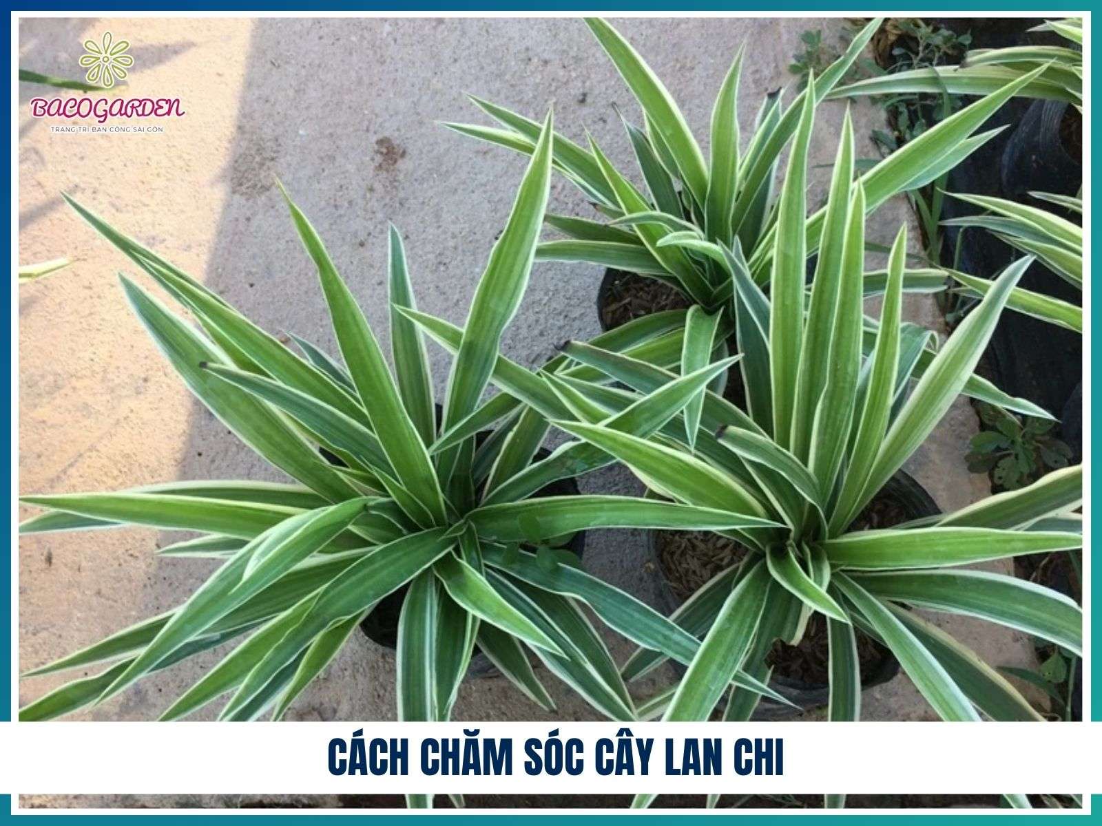 Cách chăm sóc cây lan chi