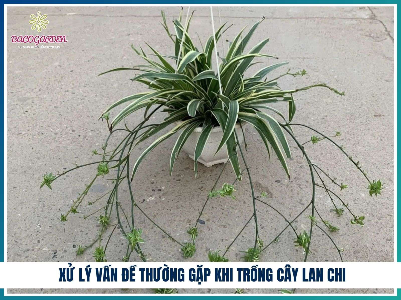 Xử lý vấn đề thường gặp khi trồng cây lan chi