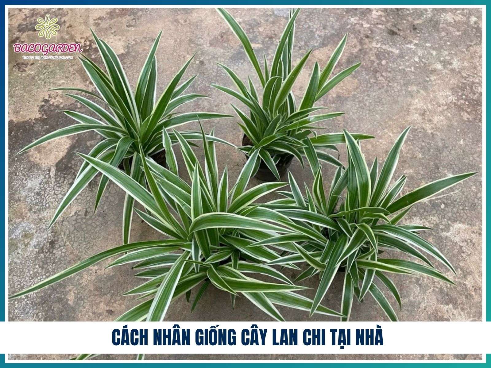Cách nhân giống cây lan chi tại nhà