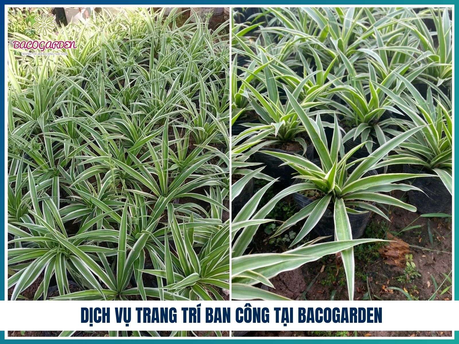 Dịch vụ trang trí ban công tại BACOGARDEN