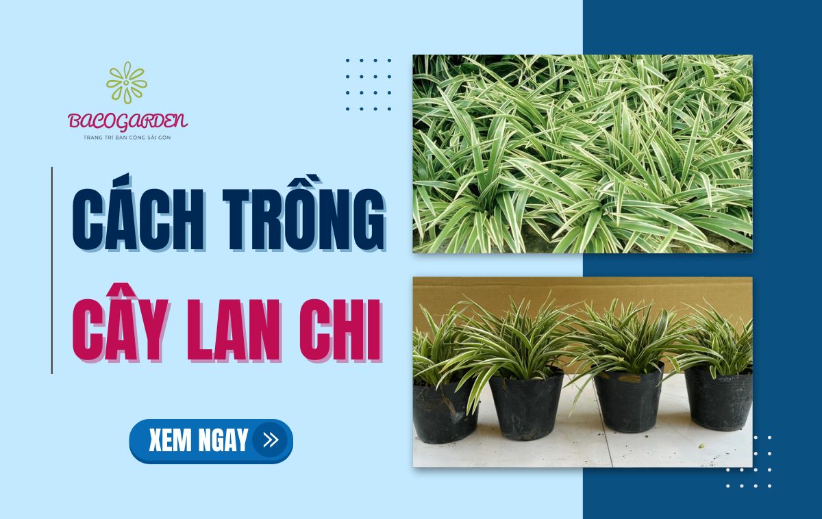 [Thumnail] [Thumnail] Cây lan chi hợp trồng ở đâu?