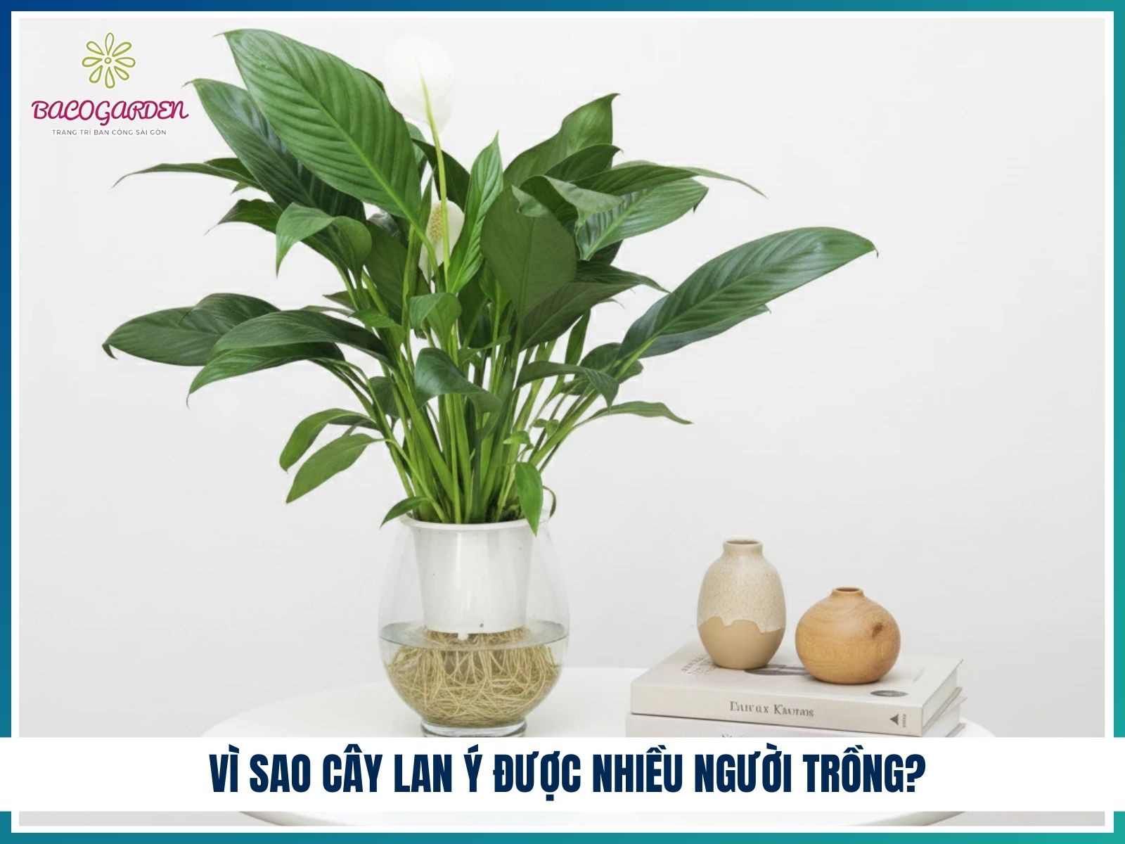Vì sao cây lan ý được nhiều người trồng?