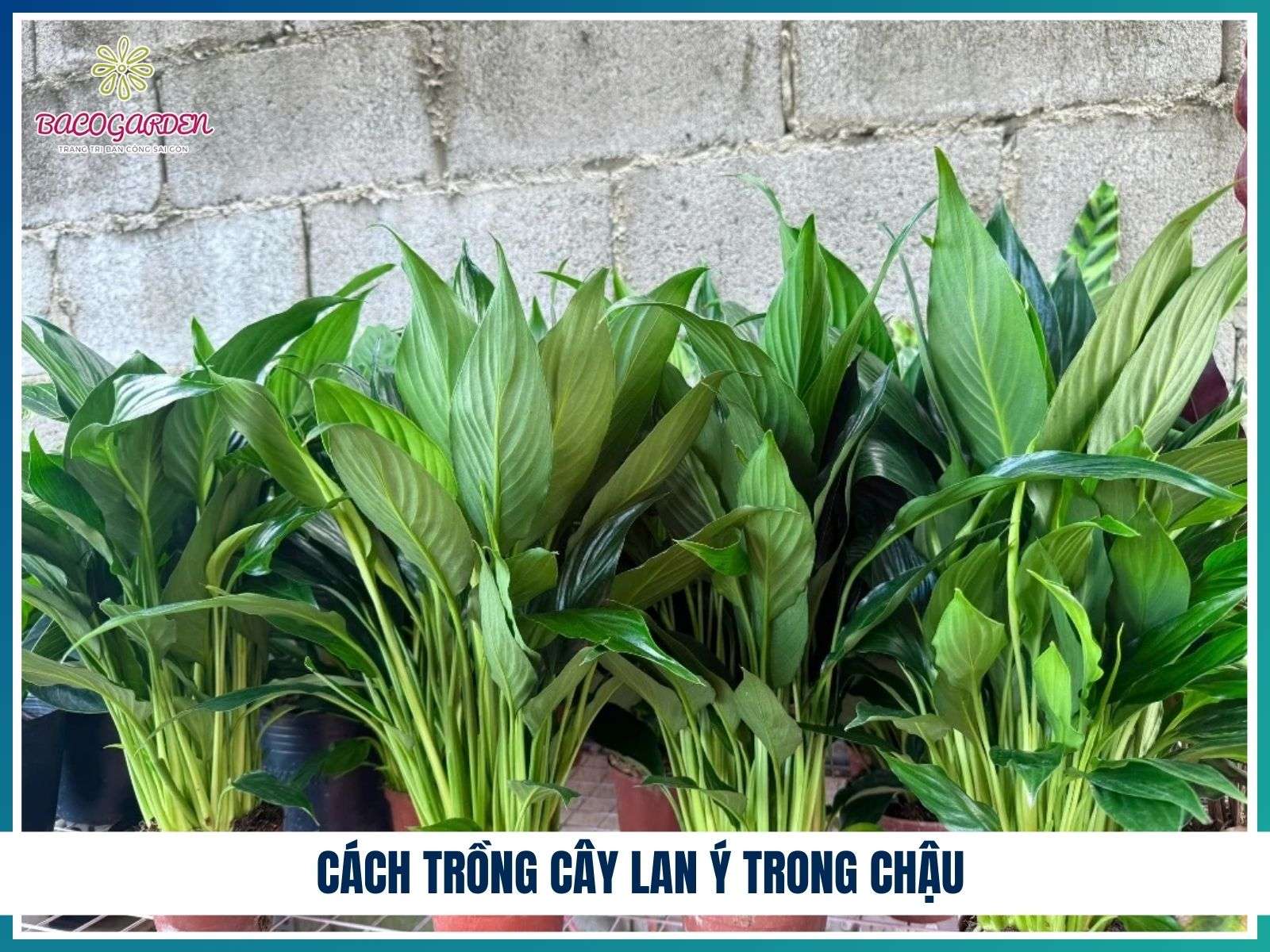 Cách trồng cây lan ý trong chậu