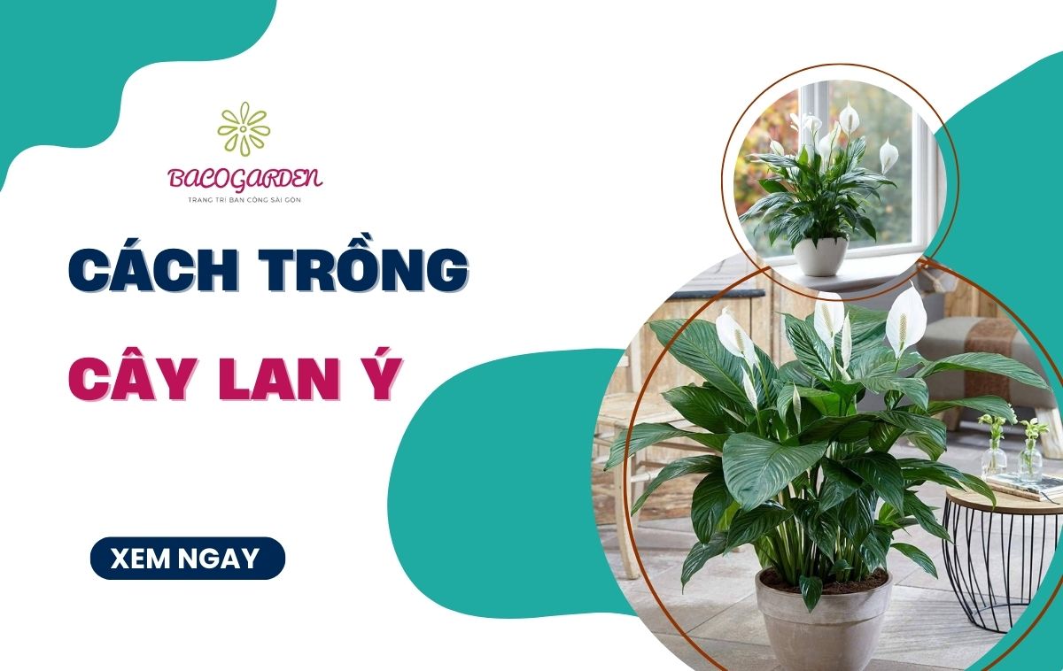 [Thumnail] cách trồng cây lan ý