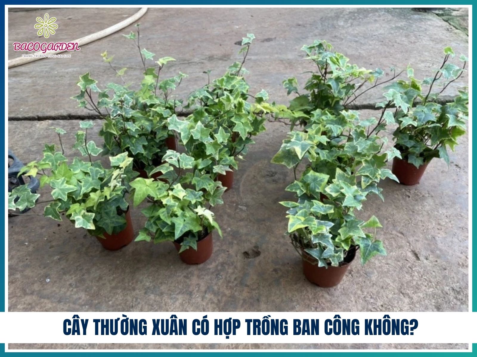 Cây thường xuân có hợp trồng ban công không?