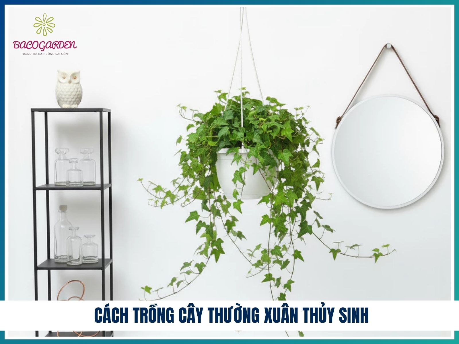 Cách trồng cây thường xuân thủy sinh