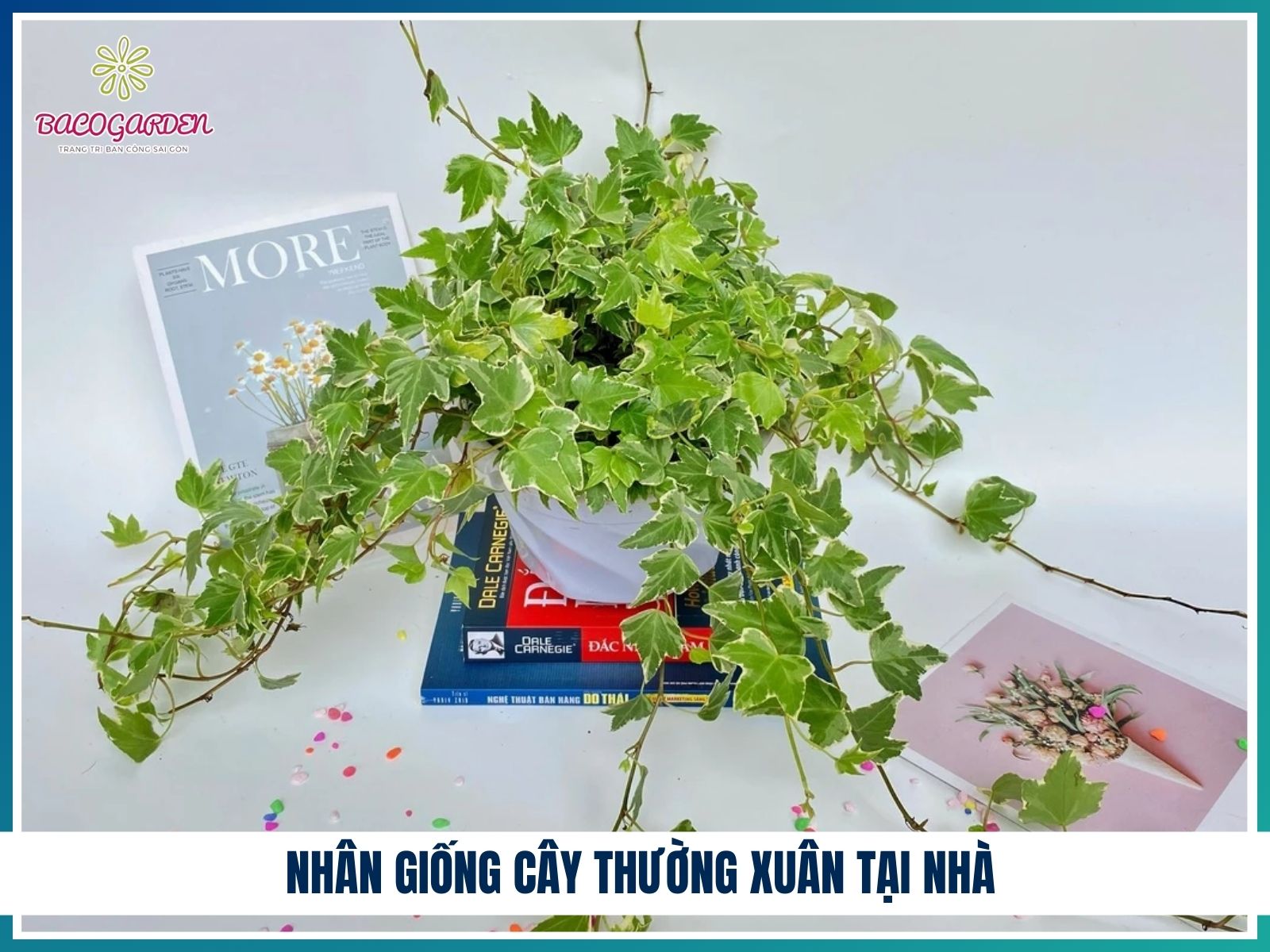 Nhân giống cây thường xuân tại nhà