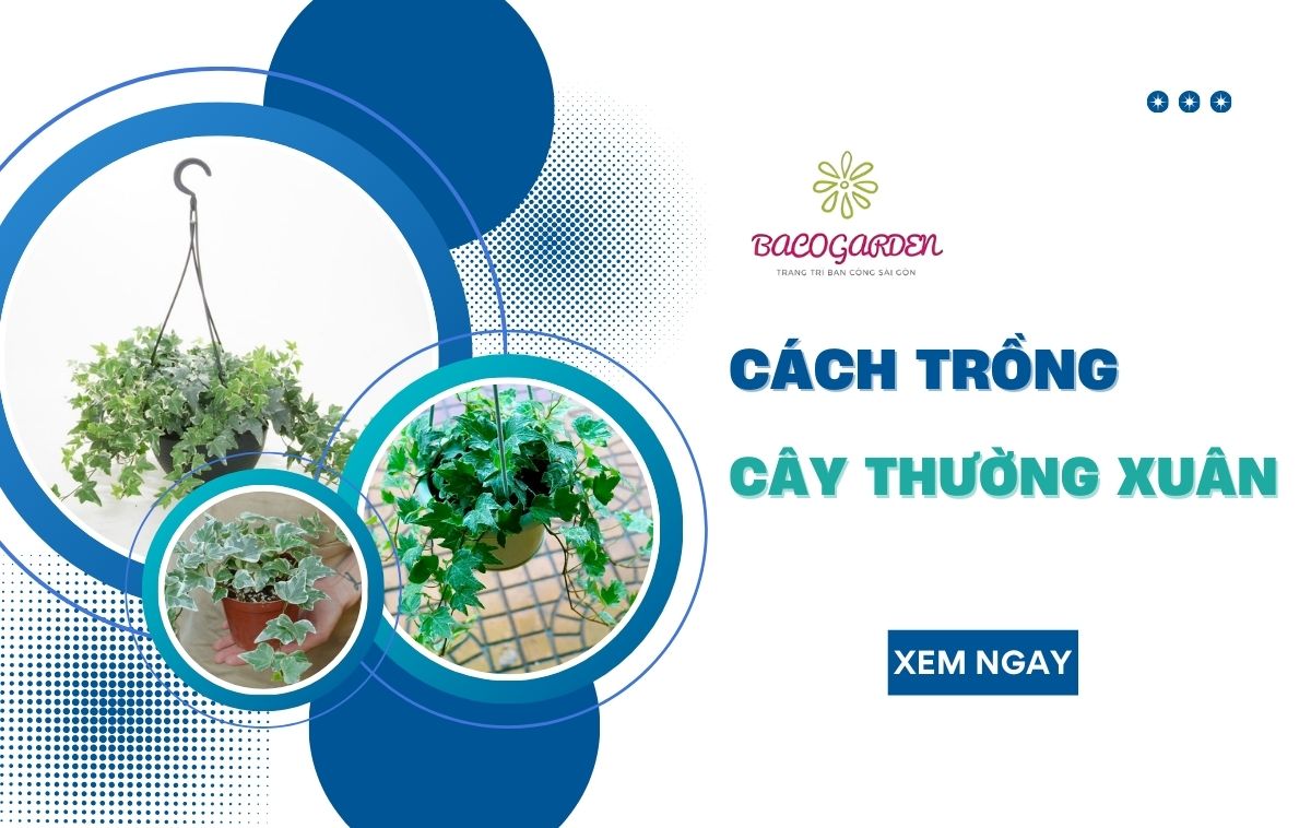 [Thumnail] cách trồng cây thường xuân