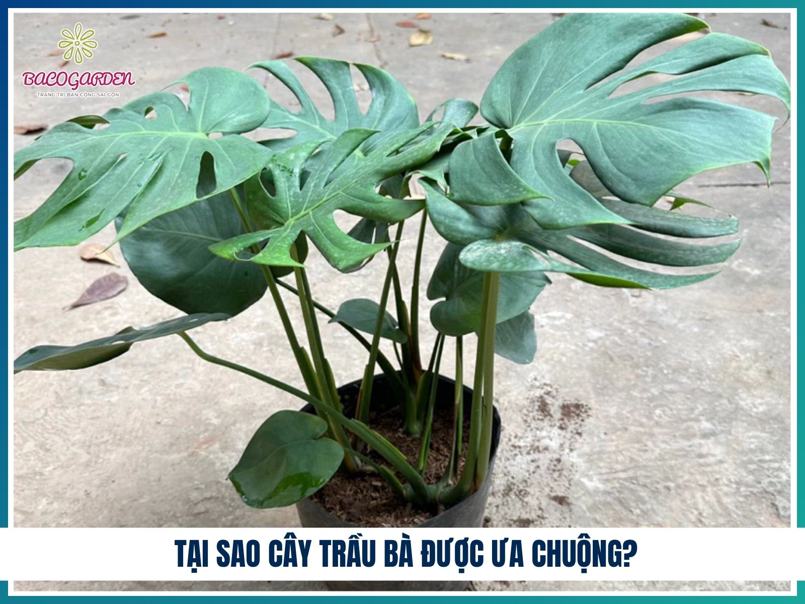 Tại sao cây trầu bà được ưa chuộng?