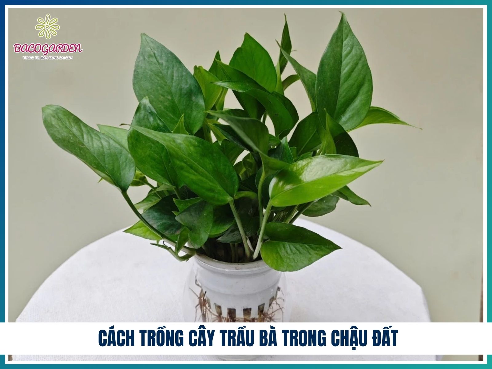 Cách trồng cây trầu bà trong chậu đất