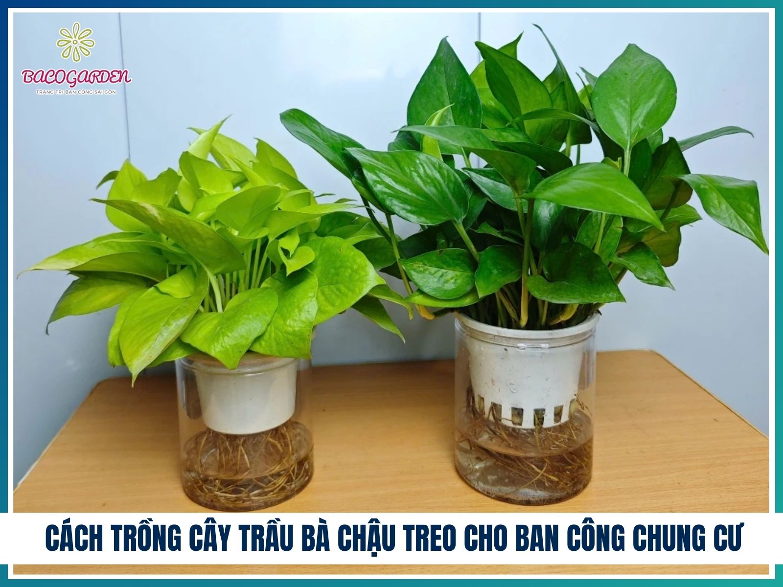 Cách trồng cây trầu bà chậu treo cho ban công chung cư
