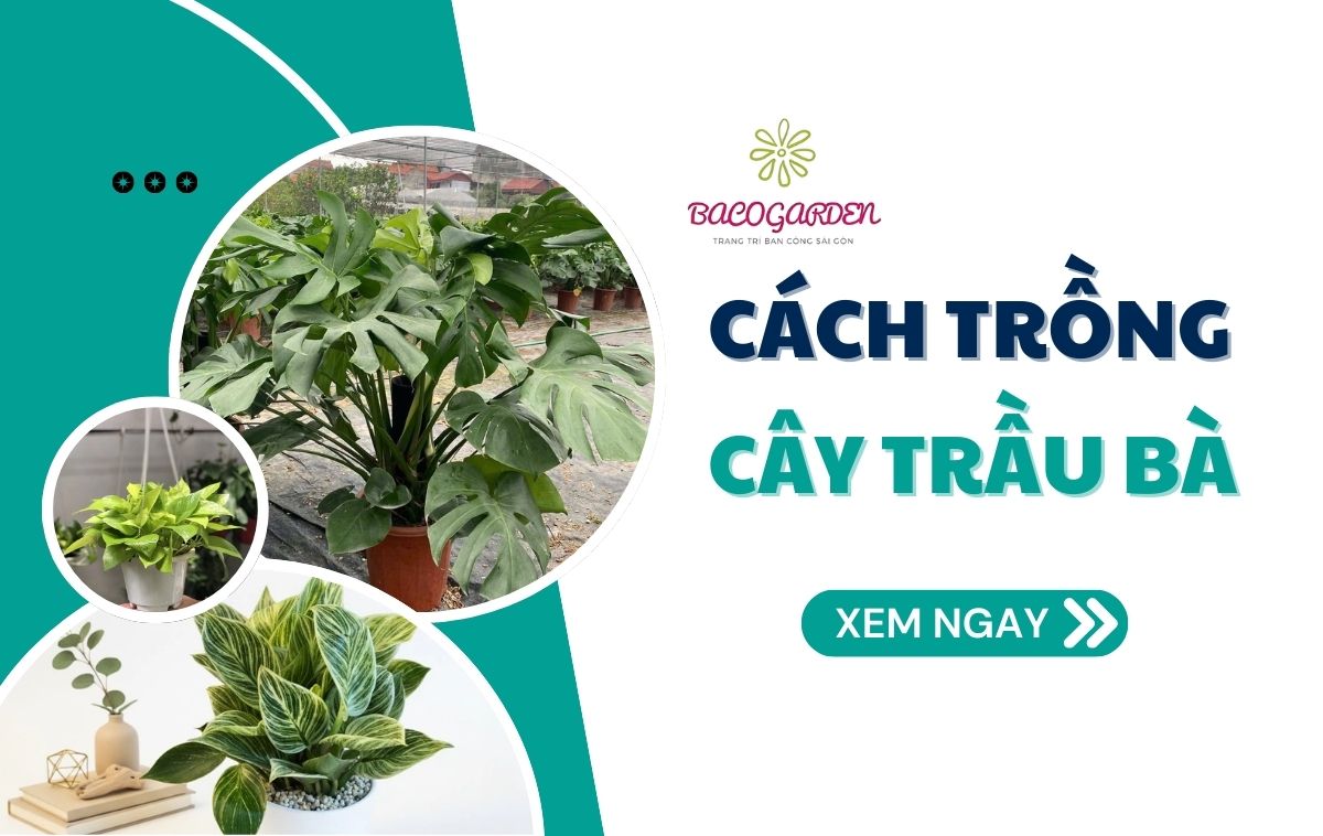 [Thumnail] cách trồng cây trầu bà