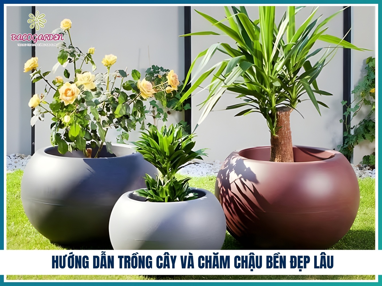 Hướng dẫn trồng cây và chăm chậu bền đẹp lâu