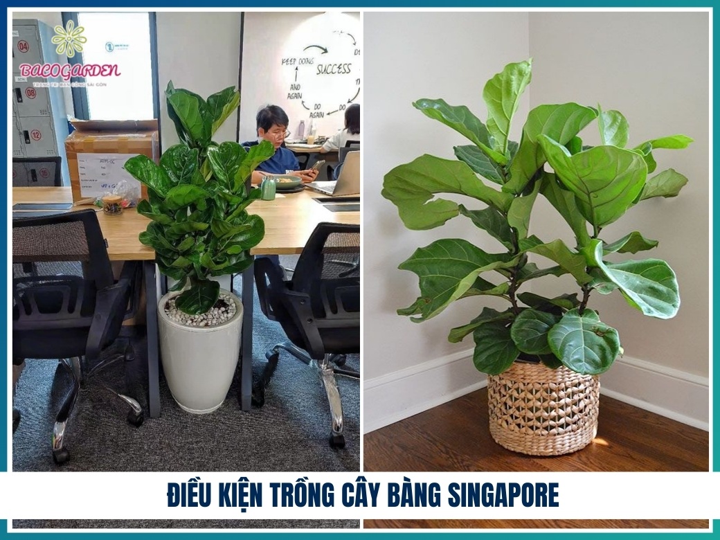 Điều kiện trồng cây bàng Singapore